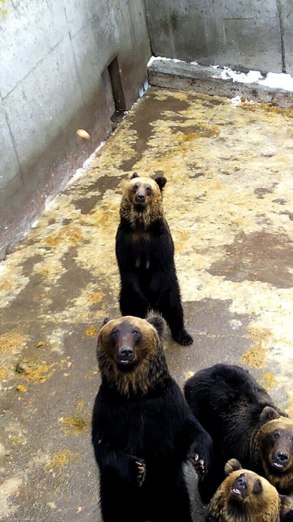 ศูนย์อนุรักษ์พันธุ์หมีโชวะชินซัน (Showa-Shinzan Bear Park)