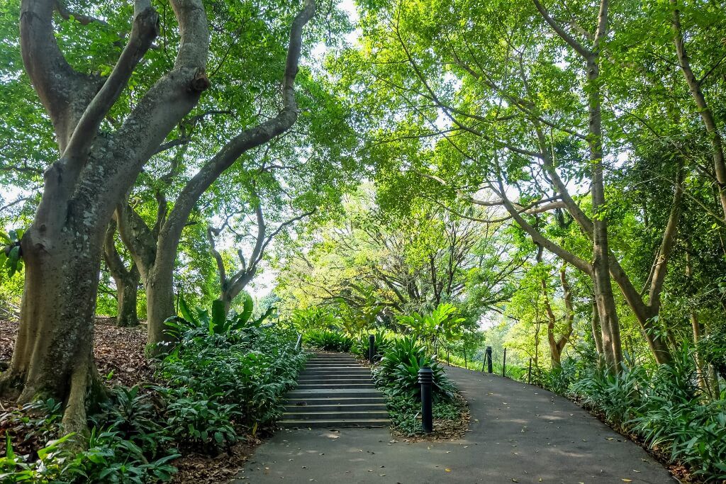 Singapore botanic garden