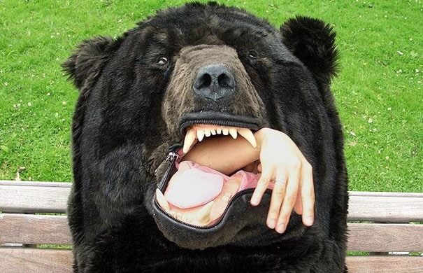bear หมี หมีสีน้ำตาล